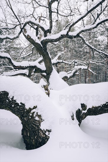 Bare trees in snow