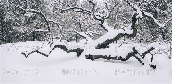 Bare trees in snow