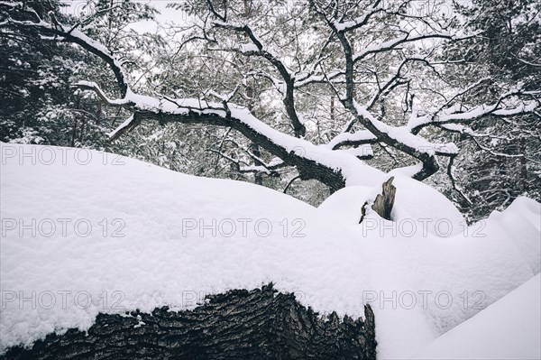 Bare trees in snow