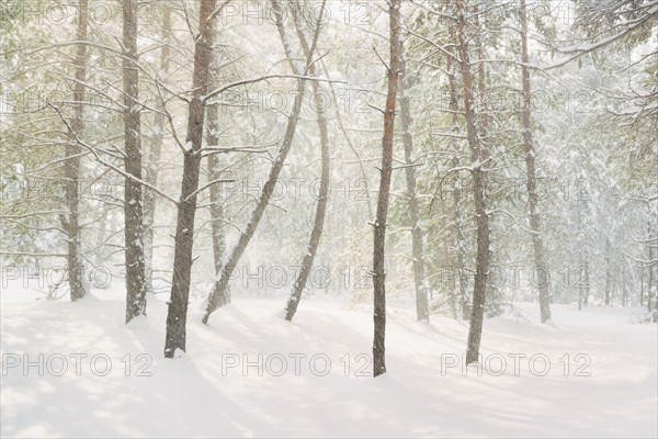 Bare trees in snow