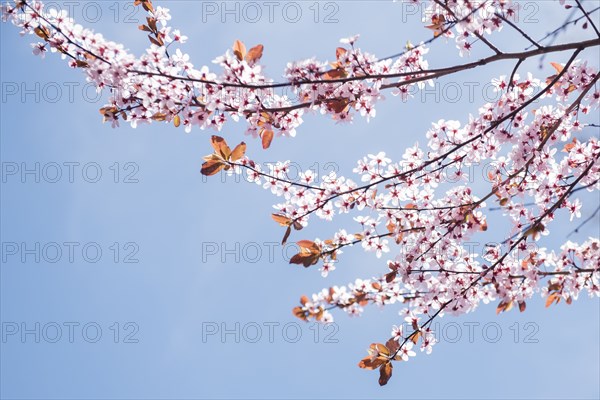 Cherry blossoms