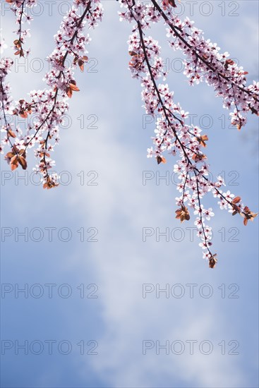 Cherry blossoms