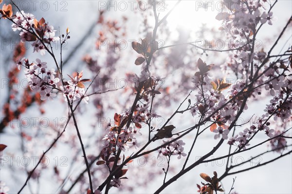 Cherry blossoms