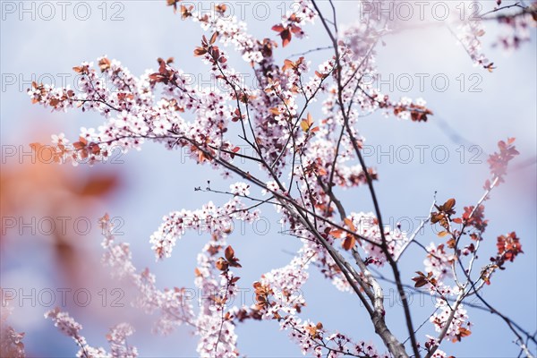 Cherry blossoms