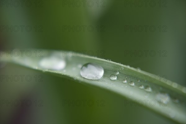 Water droplets on leaf