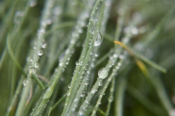 Water droplets on leaves