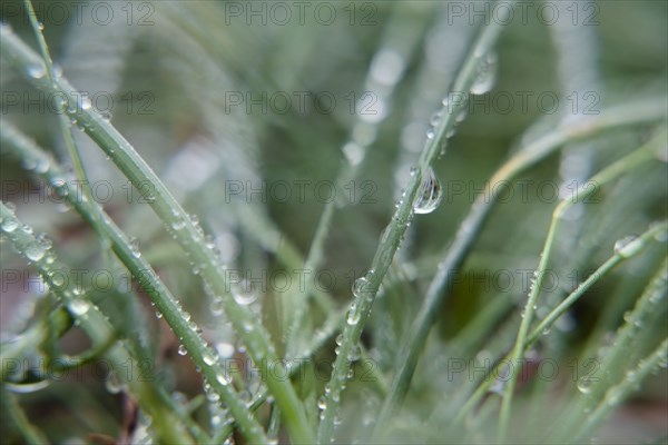 Water droplets on leaves