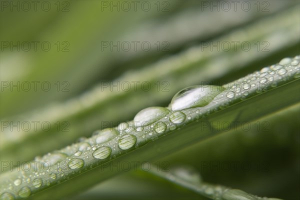 Water droplets on leaf