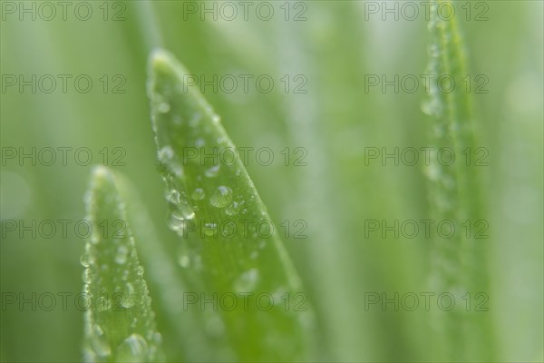 Water droplets on leaves