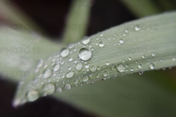 Water droplets on leaf