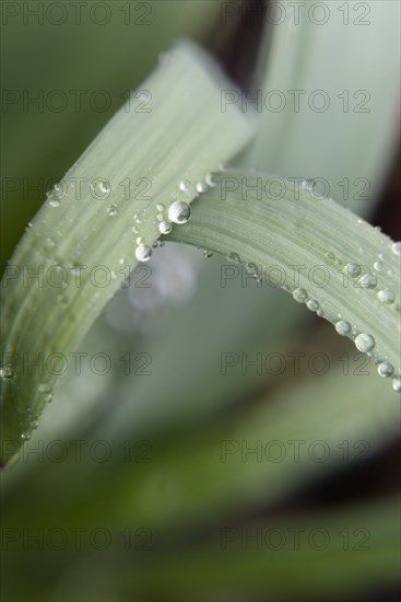 Water droplets on leaves