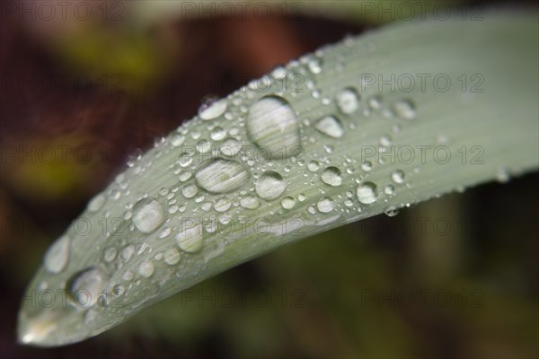 Water droplets on leaf