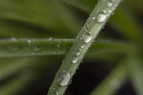 Water droplets on leaf