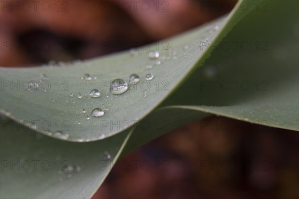 Water droplets on leaf