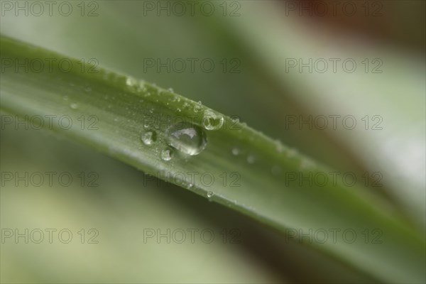 Water droplets on leaf