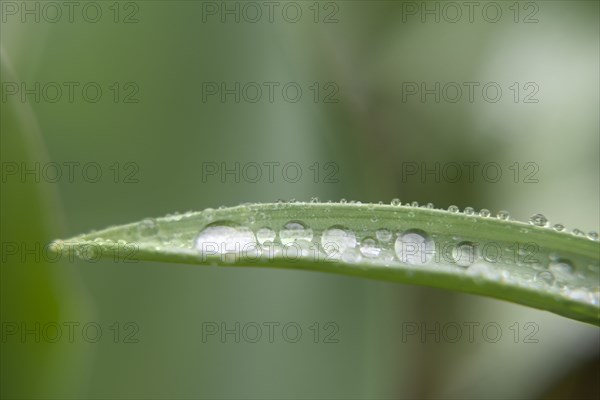 Water droplets on leaf