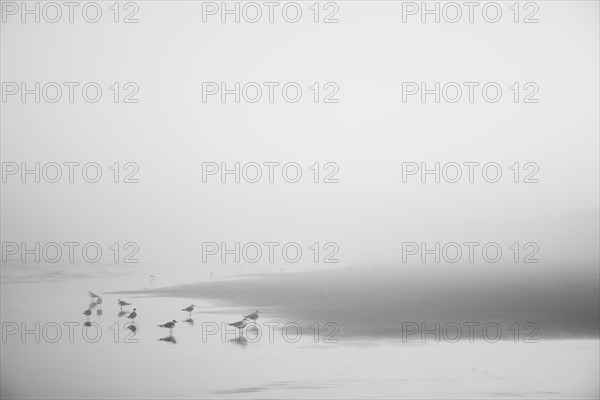 Seagulls on misty Kure Beach in North Carolina, USA