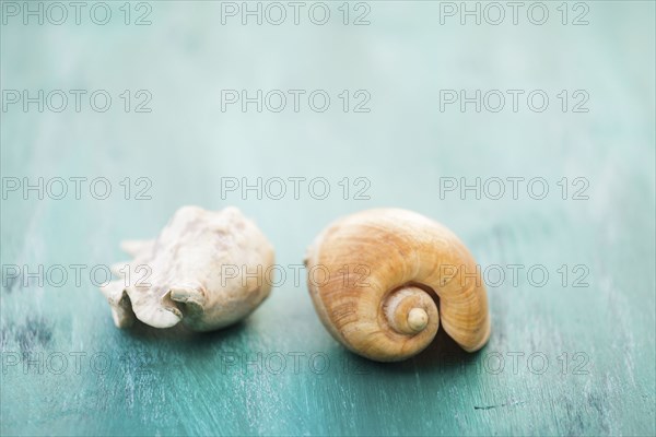 Two seashells