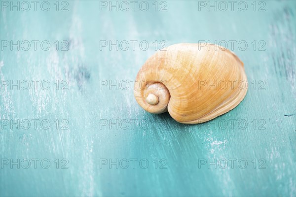 Seashell on blue surface