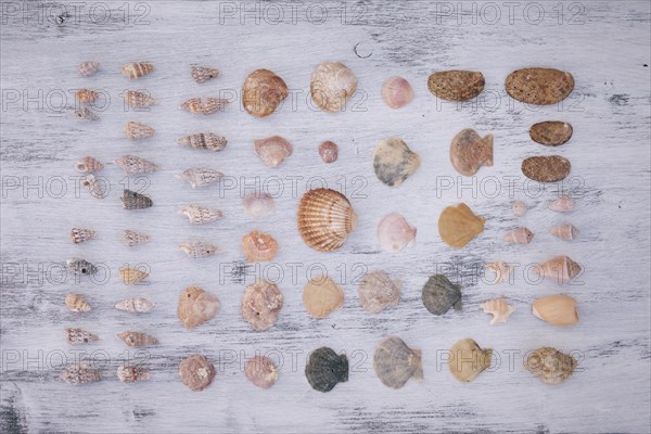 Variety of seashells on white surface