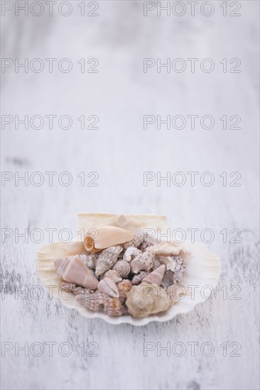 Variety of seashells on white surface