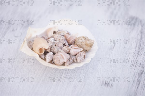 Variety of seashells on white surface