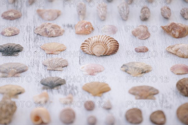 Variety of seashells on white surface