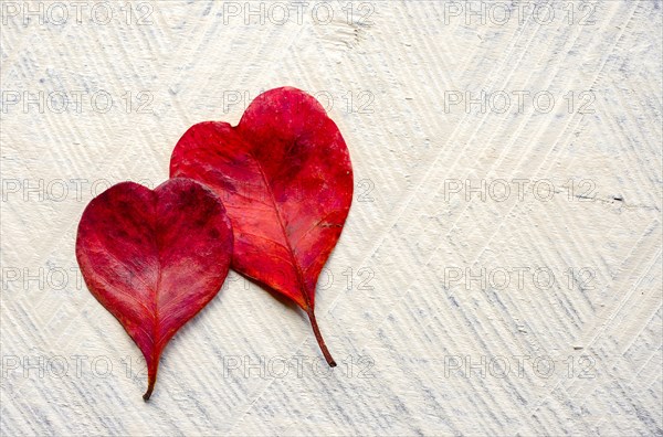 Red heart shaped leaves