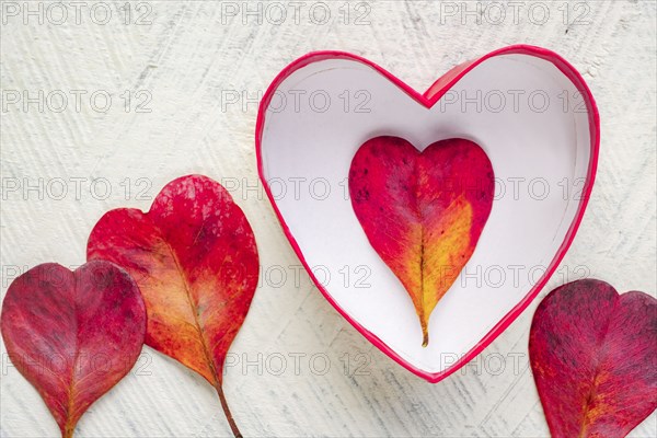 Red heart shaped leaves and bowl