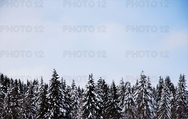 Pine forest during winter in Oslo, Norway