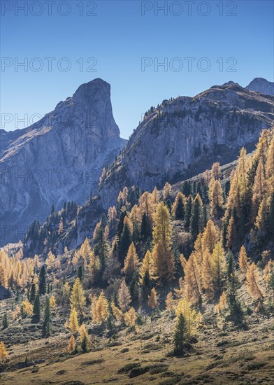 Pine trees and mountain in the Dolomites, South Tyrol, Italy