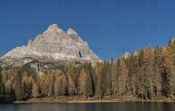 Pine forest and mountain in the Dolomites, South Tyrol, Italy