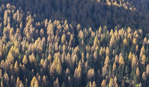 Pine forest in the Dolomites, South Tyrol, Italy