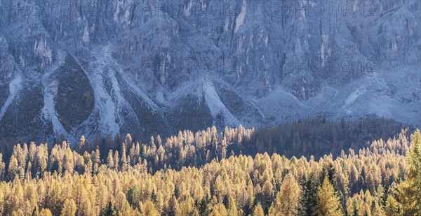 Pine forest and mountain in the Dolomites, South Tyrol, Italy