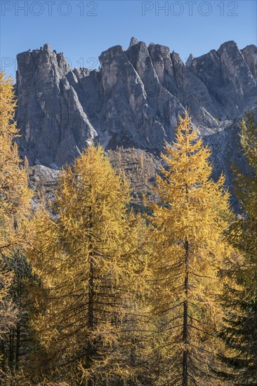 Pine trees in the Dolomites, South Tyrol, Italy