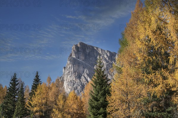 Pine trees in the Dolomites, South Tyrol, Italy