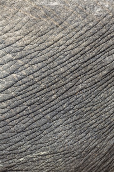 Close of Indian elephant's skin