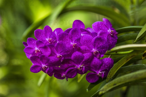 Purple flowers