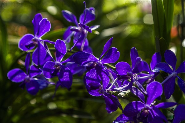 Purple flowers