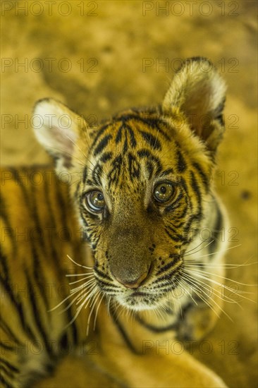 High angle view of tiger cub