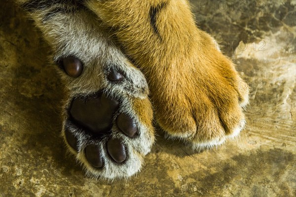 Tiger cub's paws