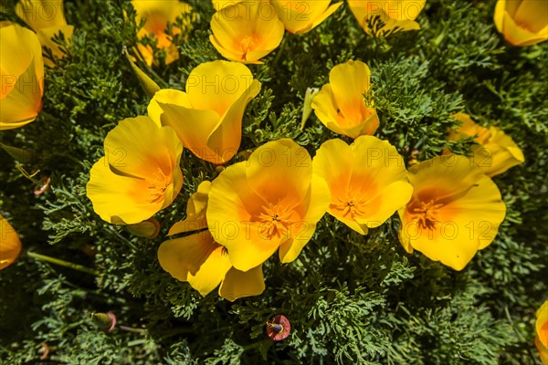 Yellow poppies