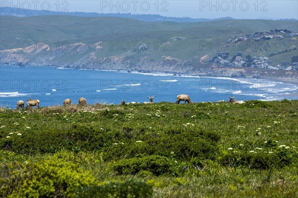 Elk grazing by sea in San Francisco, California, USA