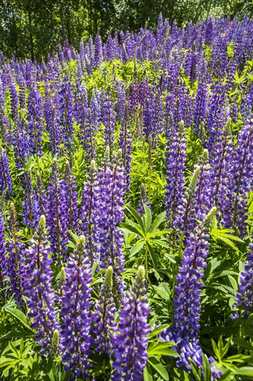 Purple lupine field in Sun Valley, Idaho, USA