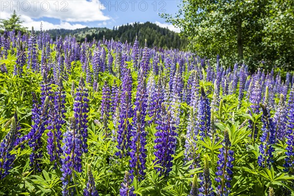 Purple lupine field in Sun Valley, Idaho, USA