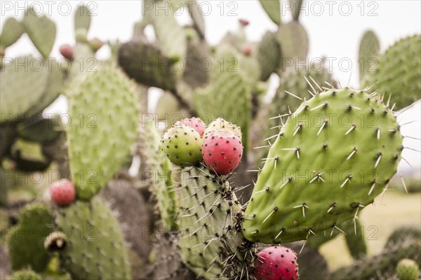 Prickly pear