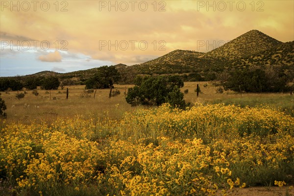 Daisies in field in Santa Fe, New Mexico, USA