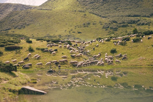 Flock of sheep in the Carpathian Mountain Range