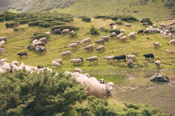 Flock of sheep in the Carpathian Mountain Range