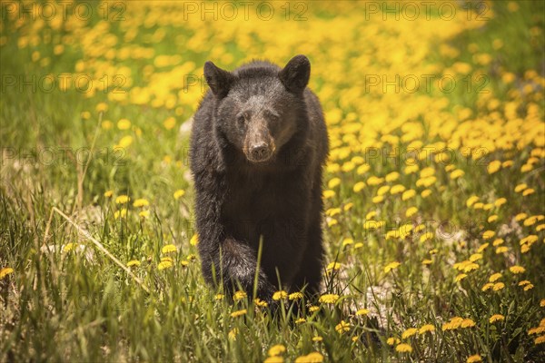 Bear walking through yellow flowers in Jasper National Park, Alberta, Canada